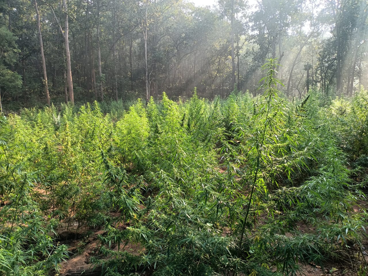 Angul ganja cultivation