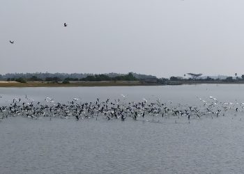 Arrival of migratory birds to Chilika lake delayed