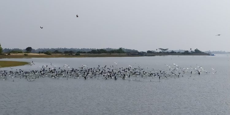 Arrival of migratory birds to Chilika lake delayed