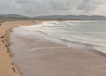 Coastal erosion blow to Olive Ridleys