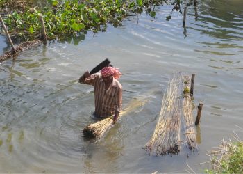 Jute cultivation in Kendrapara on the wane