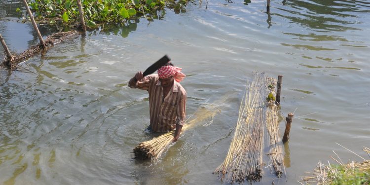 Jute cultivation in Kendrapara on the wane