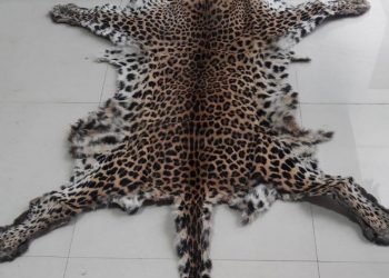 Leopard hide seized in Bhubaneswar, one arrested