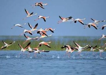 Migratory Birds