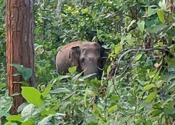 People in fear as Jharkhand elephants return to Nilagiri