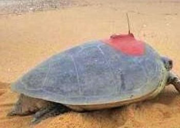 Satellite transmitters for 30 Olive Ridley turtles