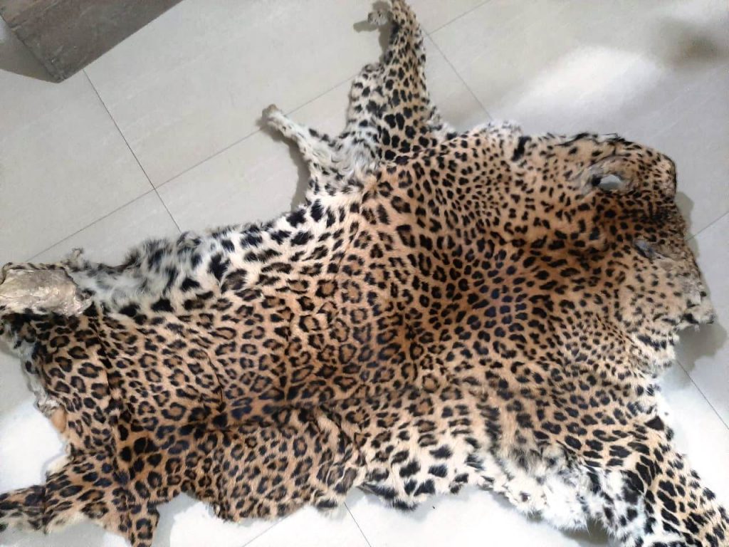Leopard hide seized in odisha