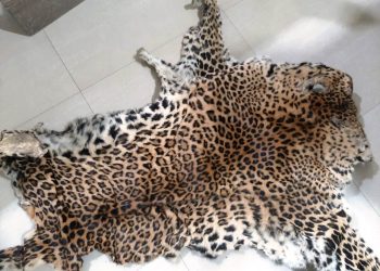 Leopard hide seized in odisha