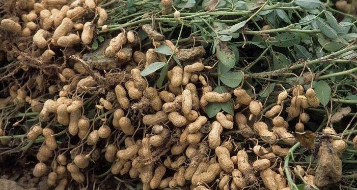 The plight of Rasulpur’s 10K groundnut farmers