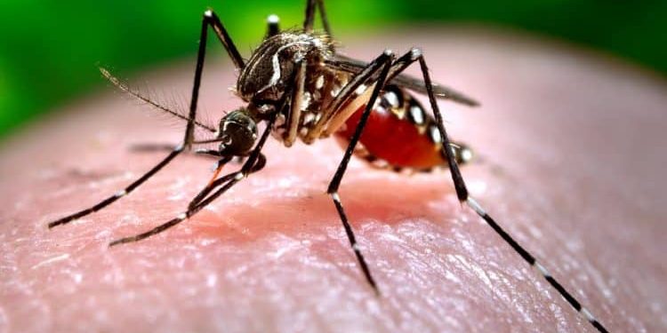 Home remedies to ward off mosquitoes