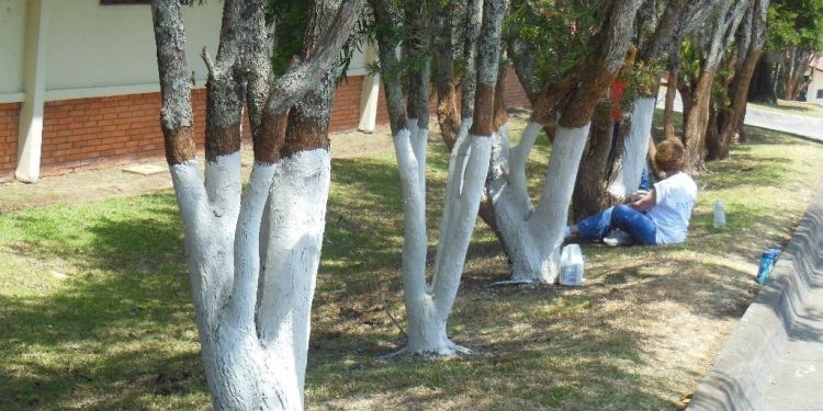 Strange! This is why trees in India are painted red and white   