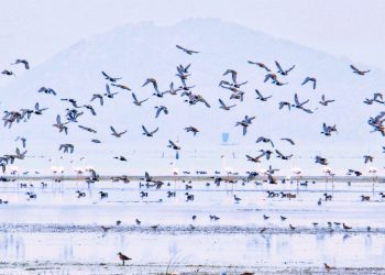 4,87,000 winged guests flock Chilika