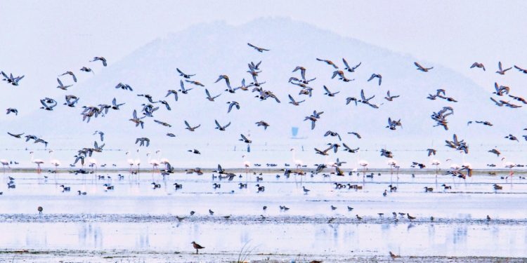 4,87,000 winged guests flock Chilika