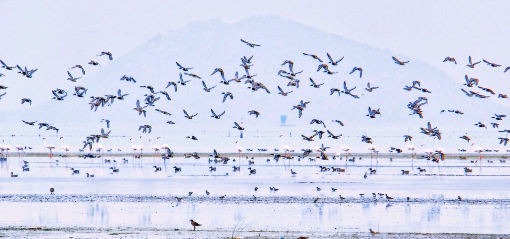 4,87,000 winged guests flock Chilika