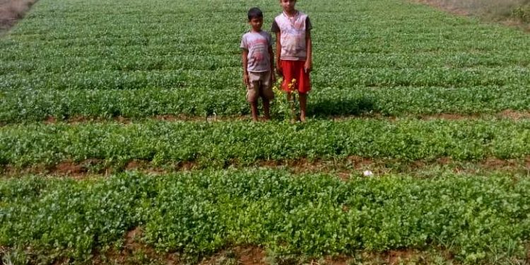 Coriander leaves fetch them lakhs of rupees