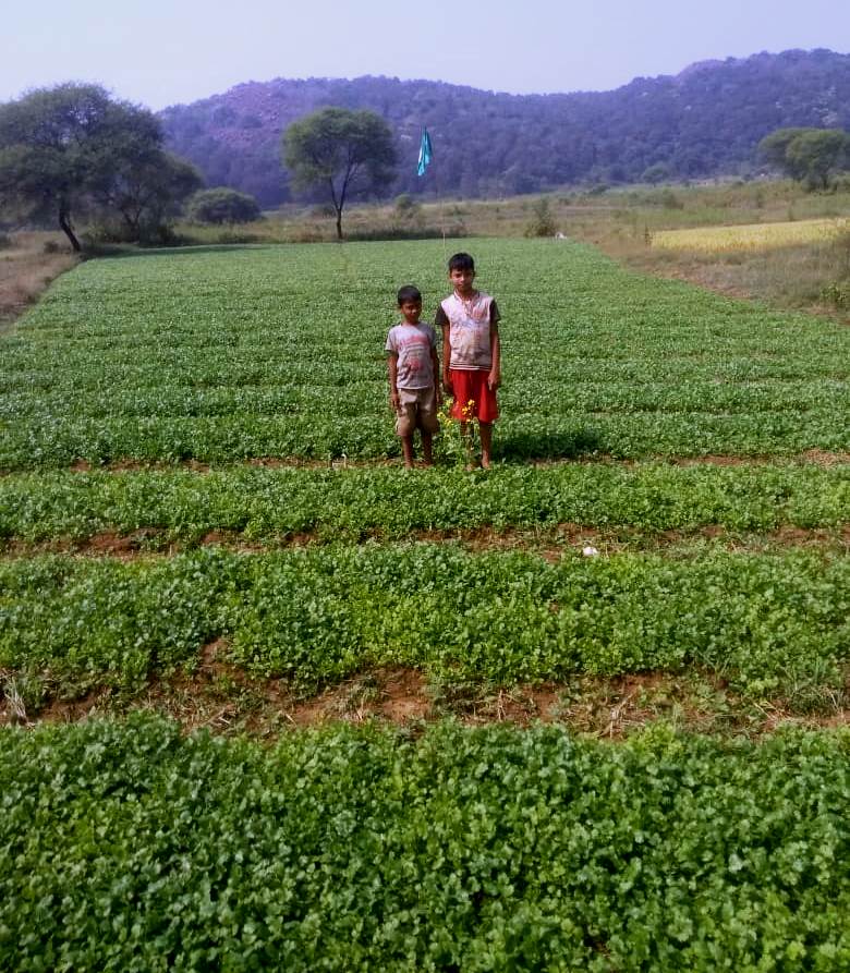 Coriander leaves fetch them lakhs of rupees