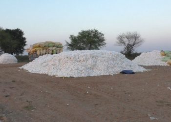 Distress sale hits Sonepur cotton farmers