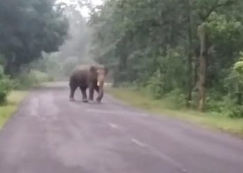 Elderly man trampled to death by elephant in Dhenkanal