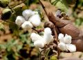 Fall in cotton farming in Ganjam