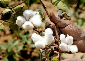 Fall in cotton farming in Ganjam