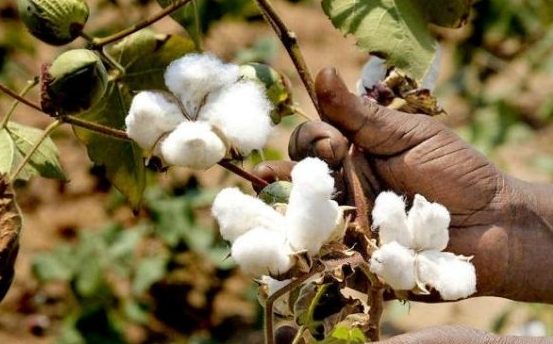 Fall in cotton farming in Ganjam