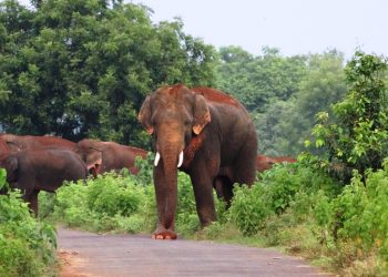 Farmer trampled to death by elephant in Dhenkanal; son escapes unhurt