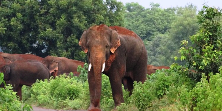 Farmer trampled to death by elephant in Dhenkanal; son escapes unhurt