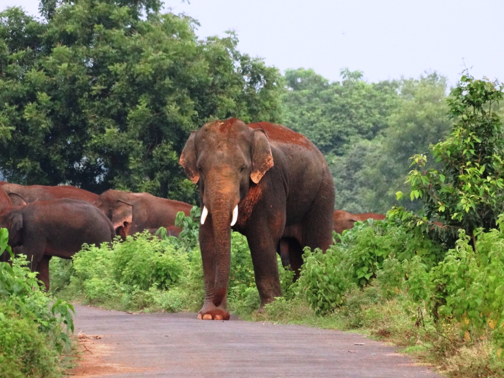 Farmer trampled to death by elephant in Dhenkanal; son escapes unhurt