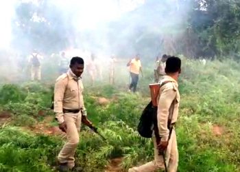 Ganja plantations worth Rs 16 crore destroyed in Gajapati district