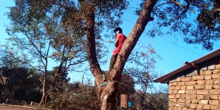 Here, you have to climb trees if you need cellular network