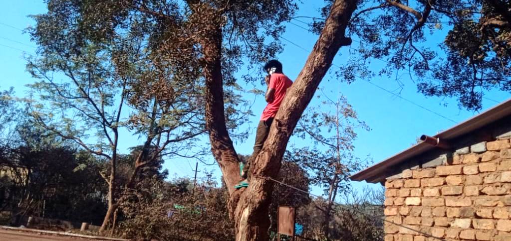 Here, you have to climb trees if you need cellular network