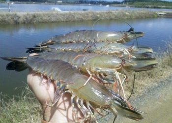 Illegal prawn gheries mushrooming in Kendrapara