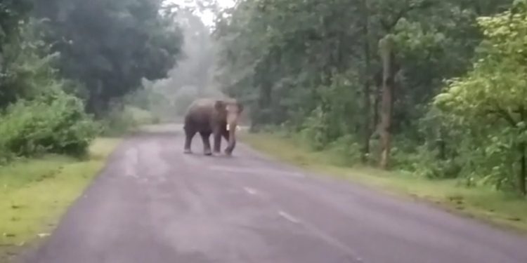 Man-elephant conflict Man trampled to death in Cuttack, elephant’s carcass spotted in Ganjam
