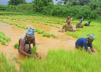 Paddy Plantation