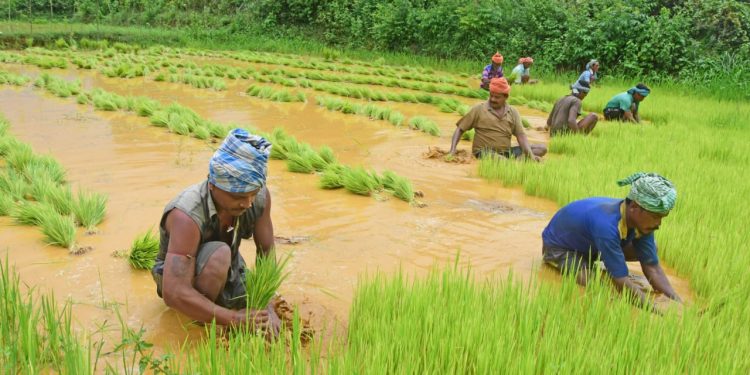 Paddy Plantation