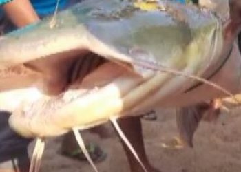 Rare fish caught alive in net in Cuttack