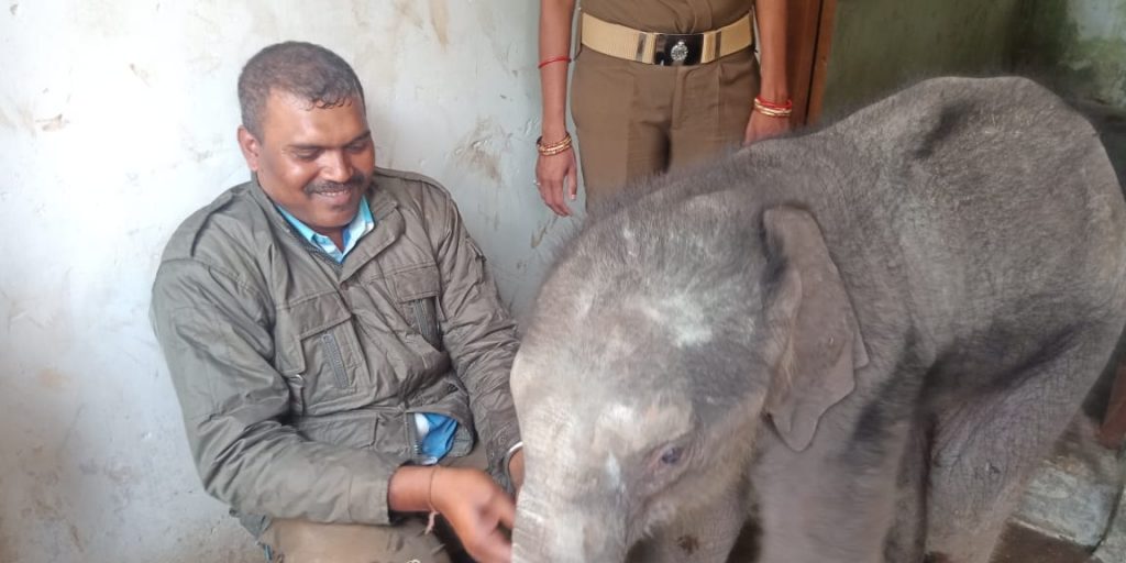 Rescued elephant calf sent to Kapilas zoo