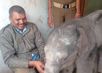 Rescued elephant calf sent to Kapilas zoo