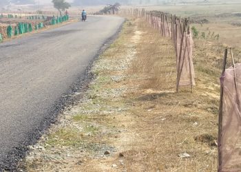 Rs 3 lakh spent on roadside plantation goes down the drain in Keonjhar