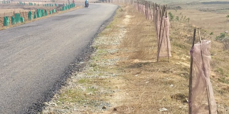 Rs 3 lakh spent on roadside plantation goes down the drain in Keonjhar