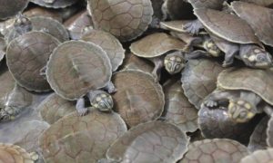 631 turtles seized near Andhra border by Odisha forest department, 7 arrested.