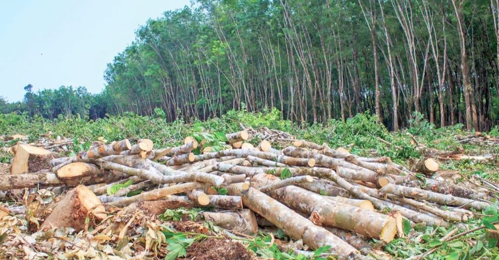 Timber mafia is killing rural forest in Angul