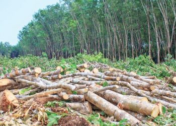 Timber mafia is killing rural forest in Angul