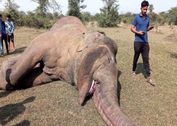 Tusker comes in contact with live wire, dies in Sambalpur