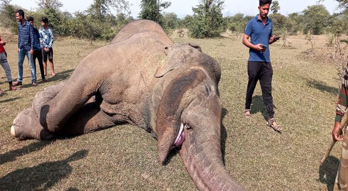 Tusker comes in contact with live wire, dies in Sambalpur