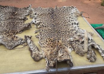UP school teacher among three arrested for smuggling leopard, deer hides in Dhenkanal