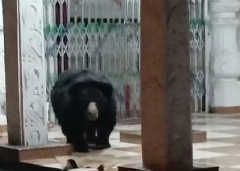 Unbelievable! Wild bear visits this Kalahandi temple on a regular basis; here’s why