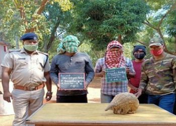 Wildlife trafficking racket busted Pangolin rescued, two nabbed