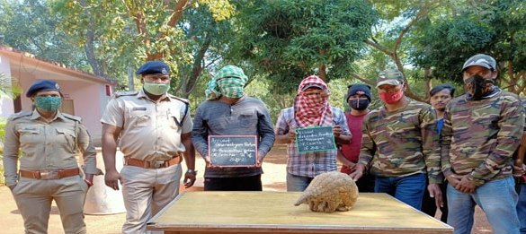 Wildlife trafficking racket busted Pangolin rescued, two nabbed