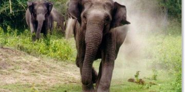 Representational image